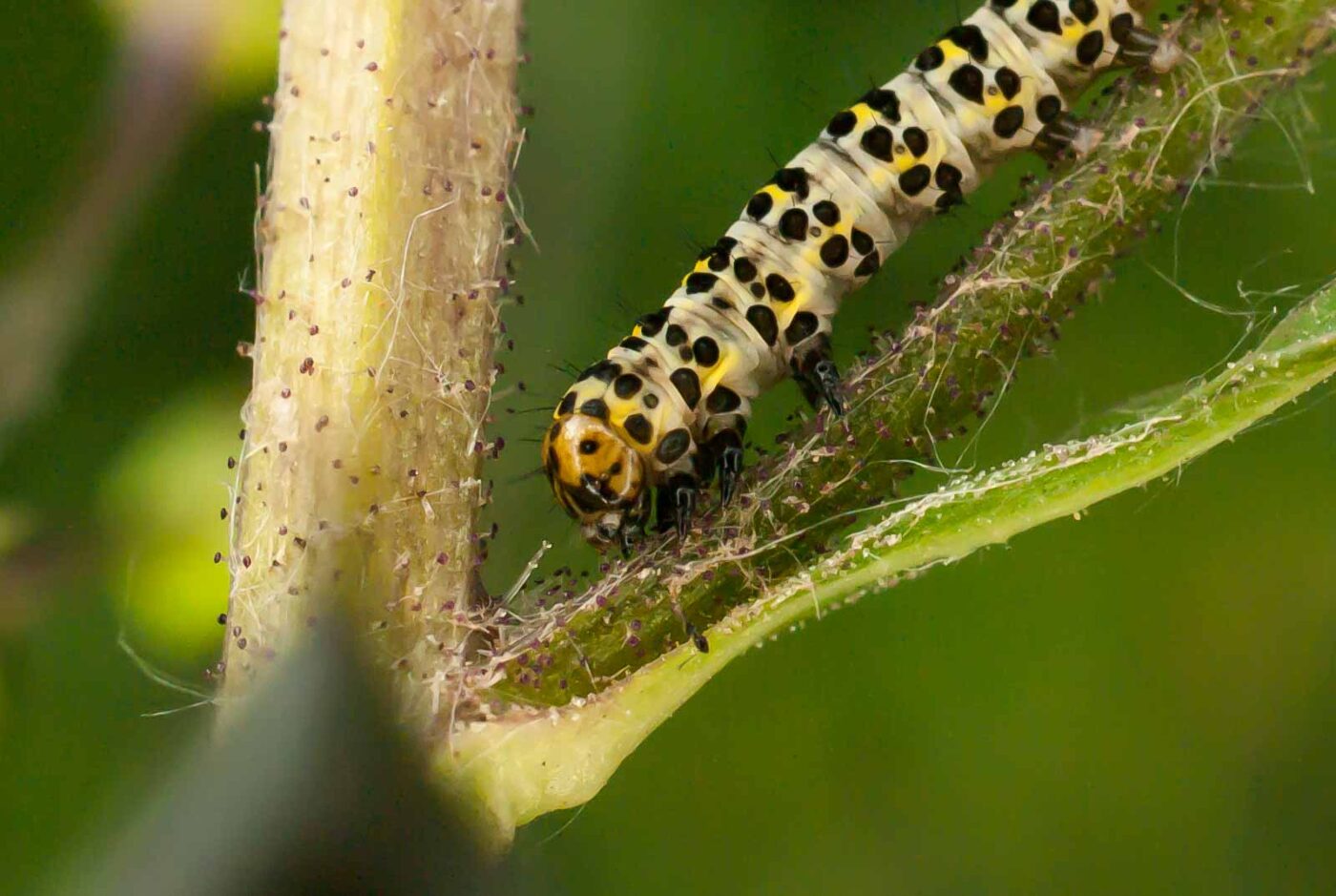 2017-05-28 - NSG Halde Pluto-Wilhelm HER-Wanne