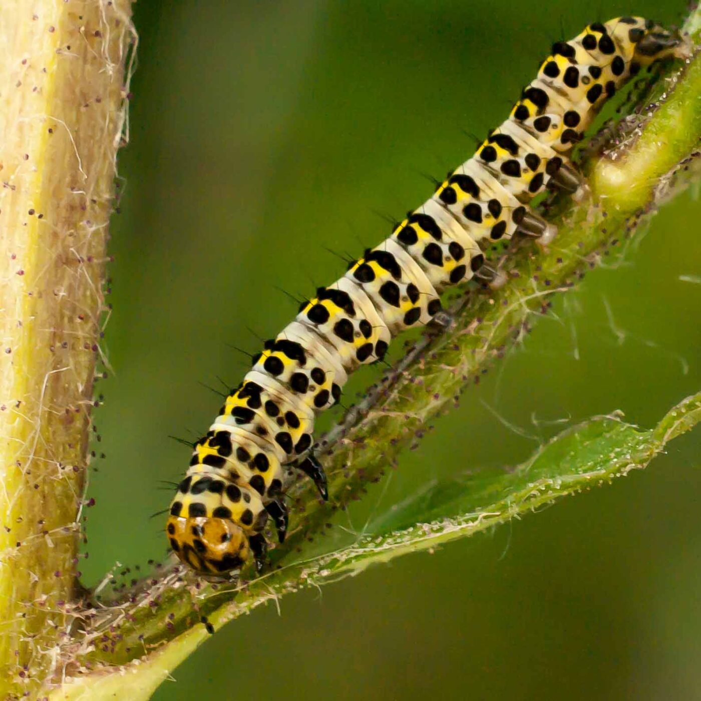2017-05-28 - NSG Halde Pluto-Wilhelm HER-Wanne