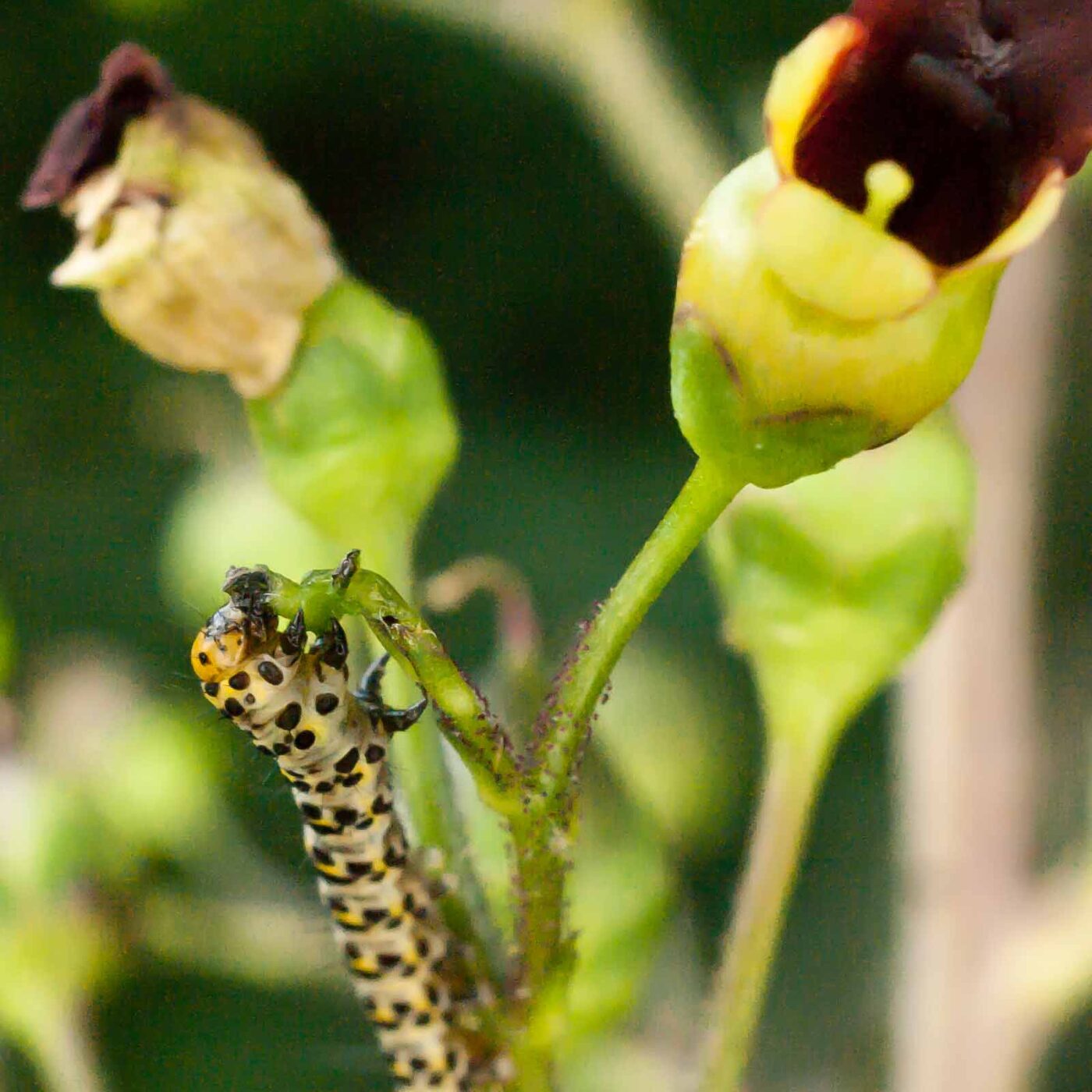 2017-05-28 - NSG Halde Pluto-Wilhelm HER-Wanne