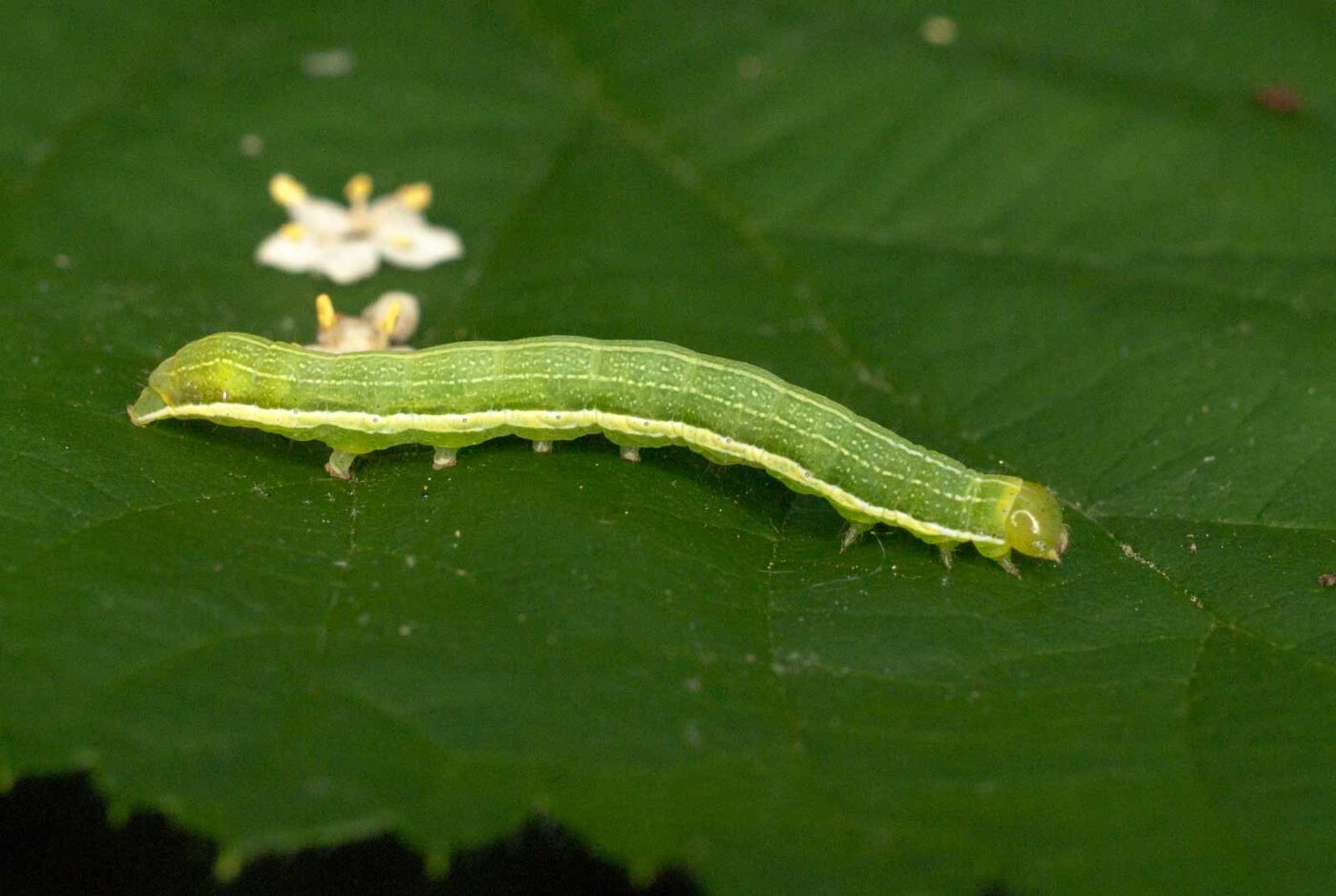 2017-05-28 - NSG Halde Pluto-Wilhelm HER-Wanne