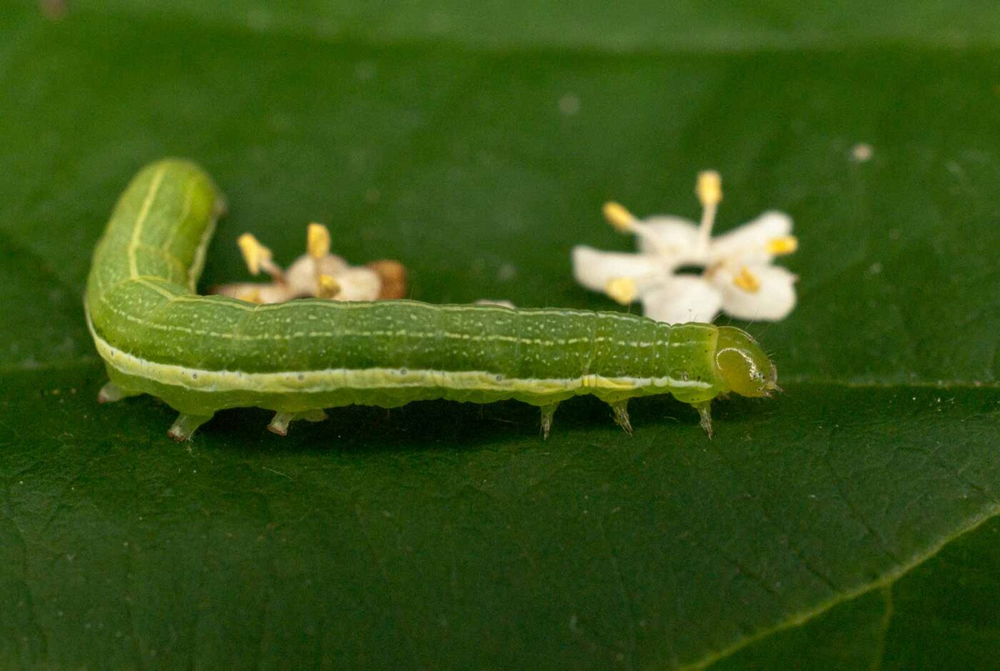 2017-05-28 - NSG Halde Pluto-Wilhelm HER-Wanne