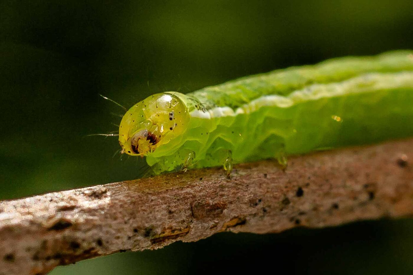 2017-05-28 - NSG Halde Pluto-Wilhelm HER-Wanne