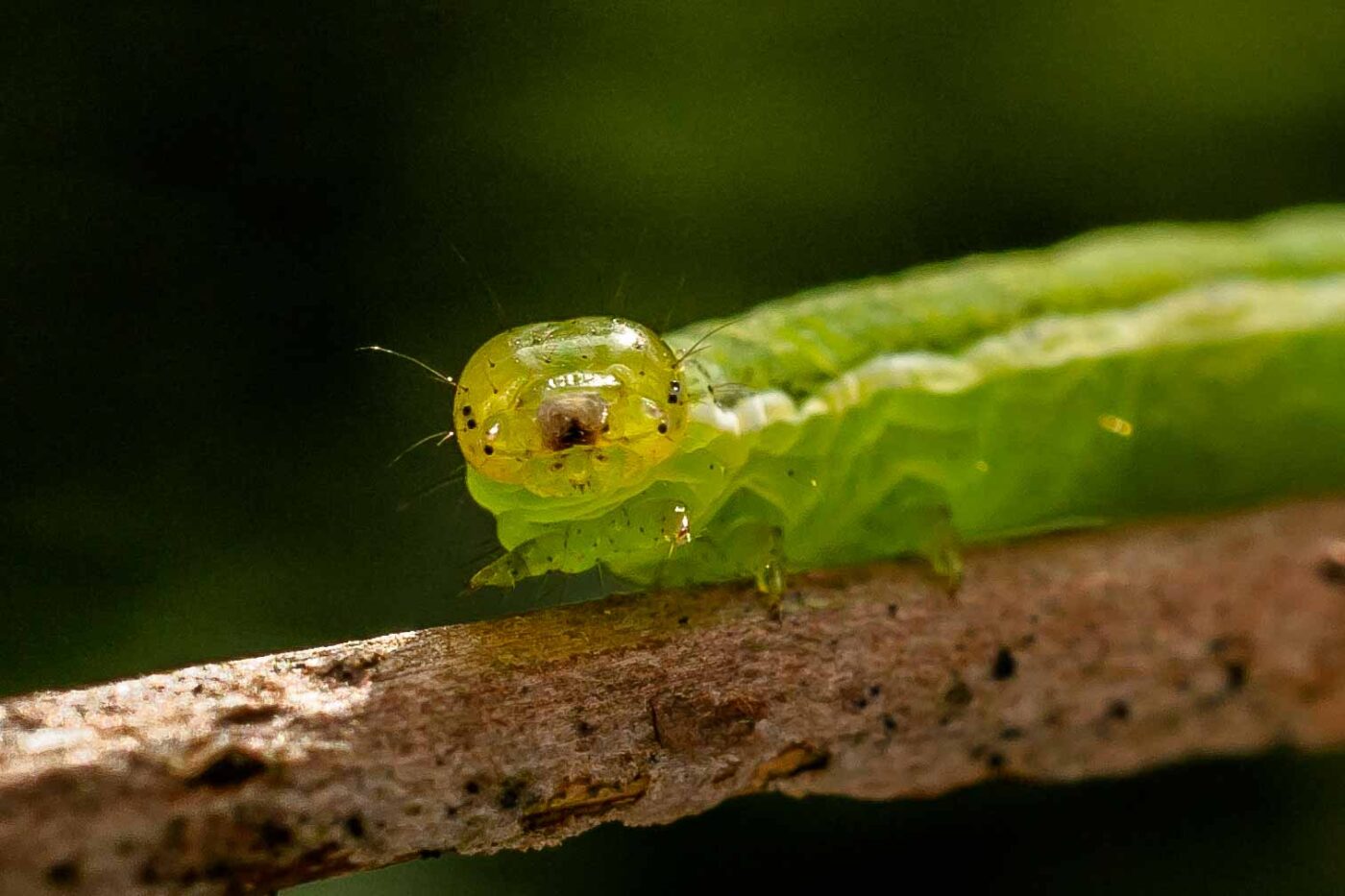 2017-05-28 - NSG Halde Pluto-Wilhelm HER-Wanne