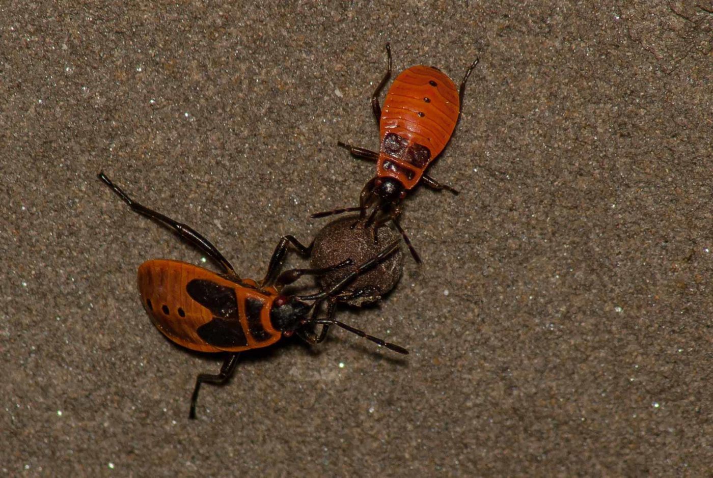 2017-05-28 - NSG Halde Pluto-Wilhelm HER-Wanne