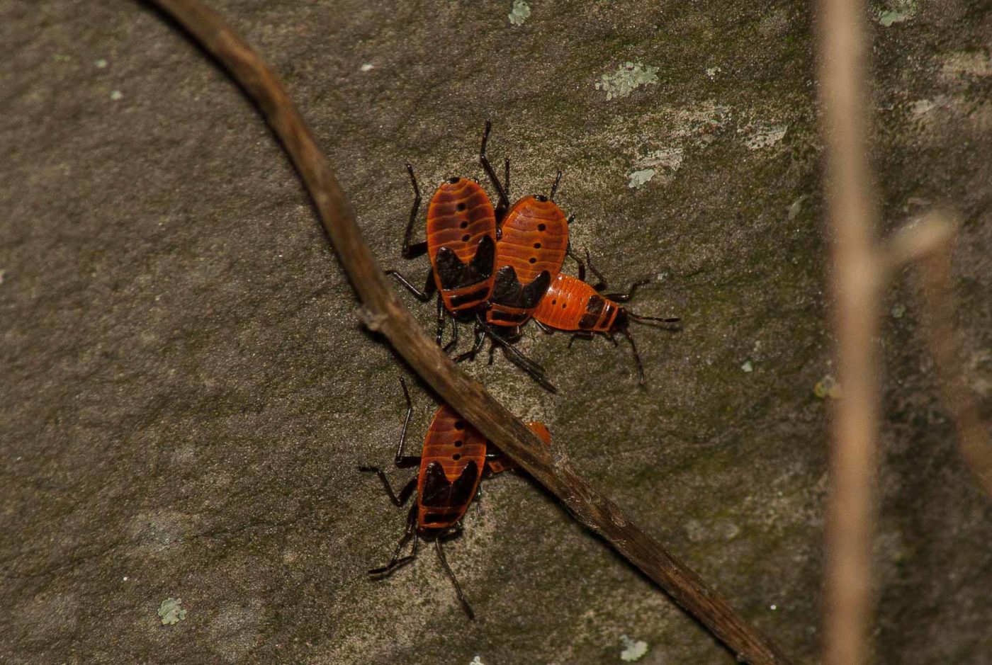 2017-05-28 - NSG Halde Pluto-Wilhelm HER-Wanne