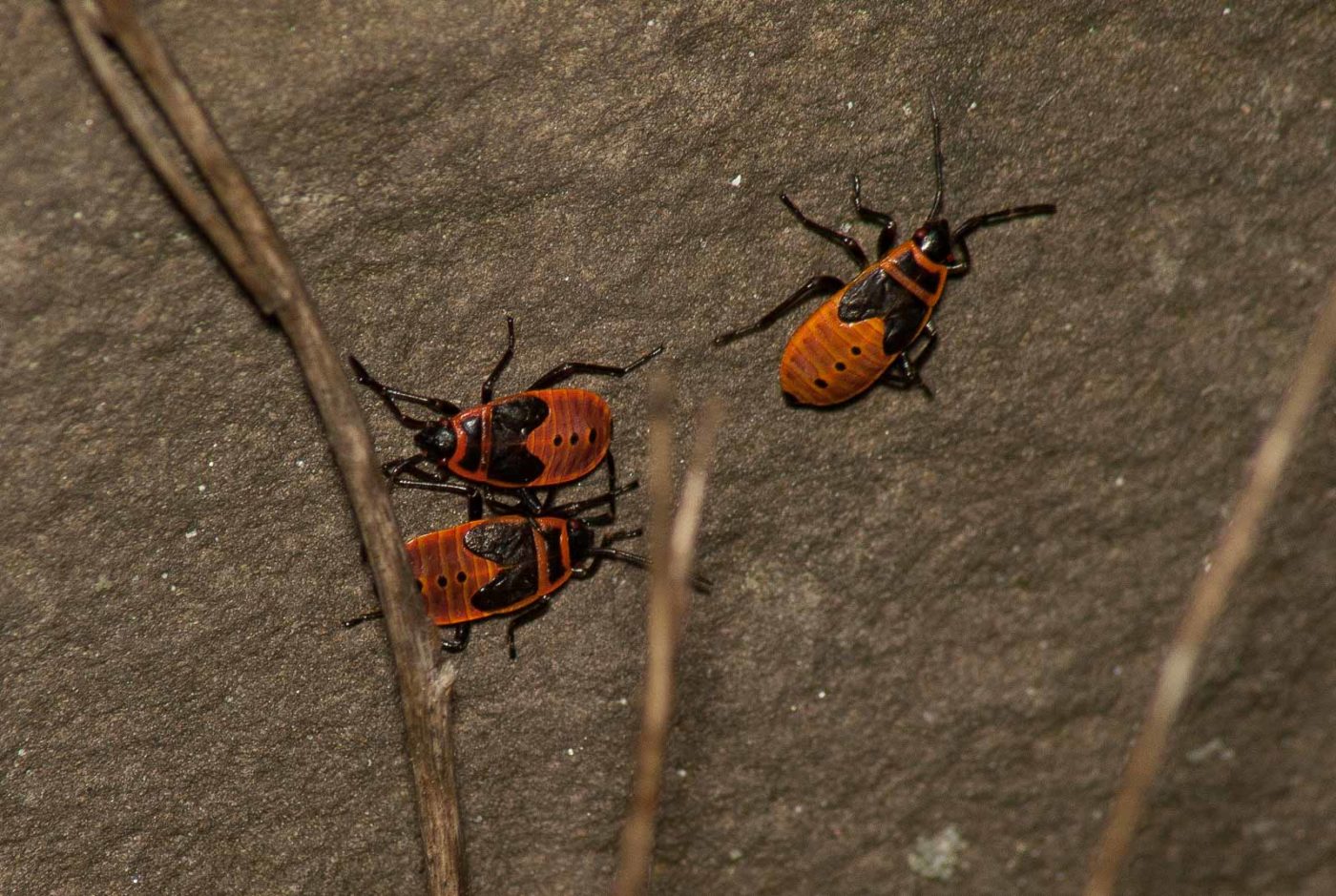 2017-05-28 - NSG Halde Pluto-Wilhelm HER-Wanne