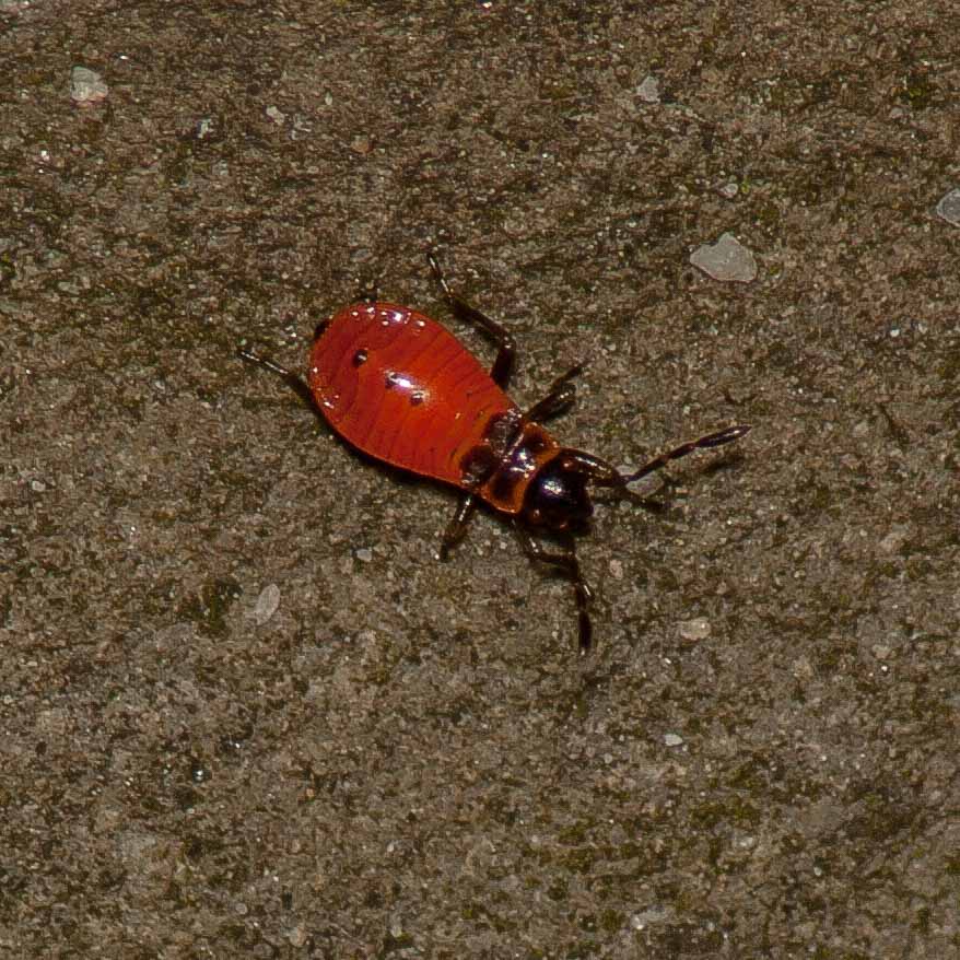 2017-05-28 - NSG Halde Pluto-Wilhelm HER-Wanne