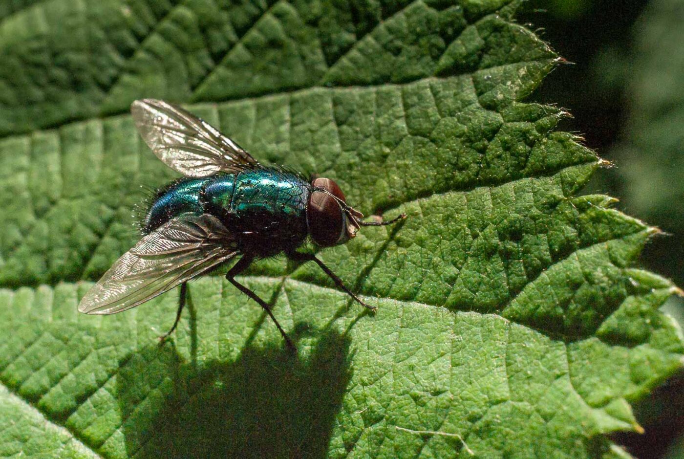 2017-05-28 - NSG Halde Pluto-Wilhelm HER-Wanne