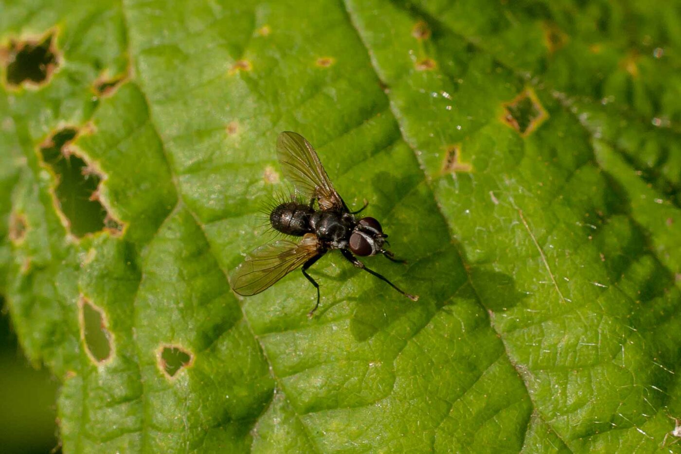 2017-05-28 - NSG Halde Pluto-Wilhelm HER-Wanne