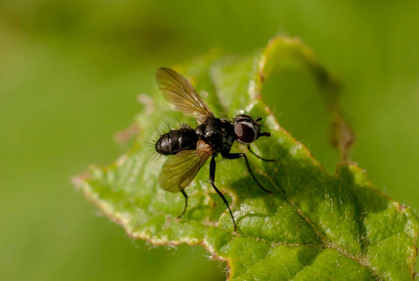 2017-05-28 - NSG Halde Pluto-Wilhelm HER-Wanne