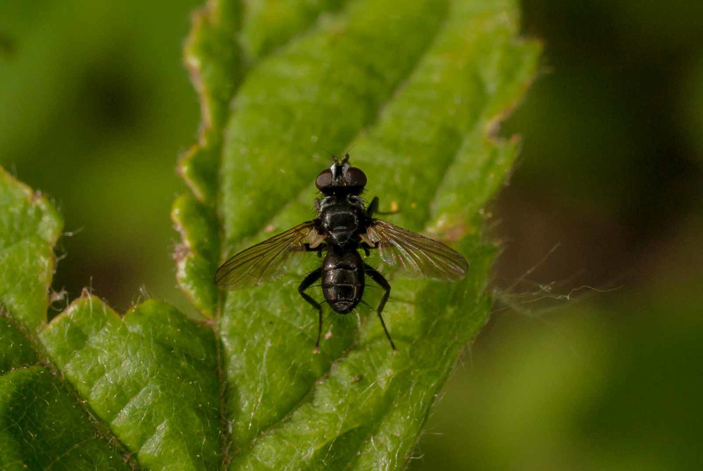 2017-05-28 - NSG Halde Pluto-Wilhelm HER-Wanne