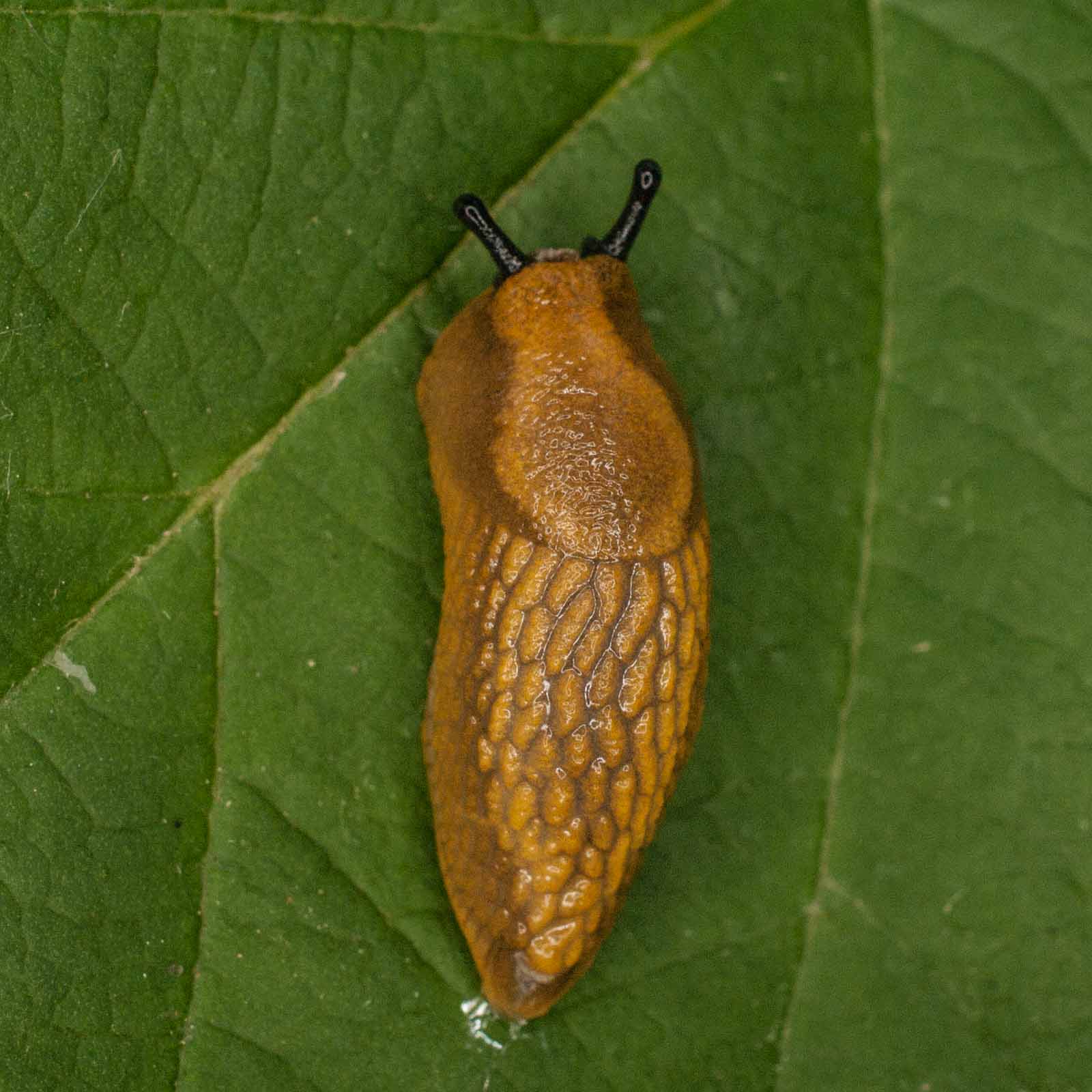 °genetzte ackerschnecke°