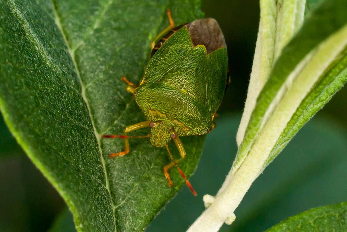 2017-05-28 - NSG Halde Pluto-Wilhelm HER-Wanne