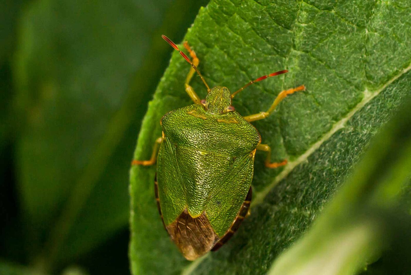 2017-05-28 - NSG Halde Pluto-Wilhelm HER-Wanne