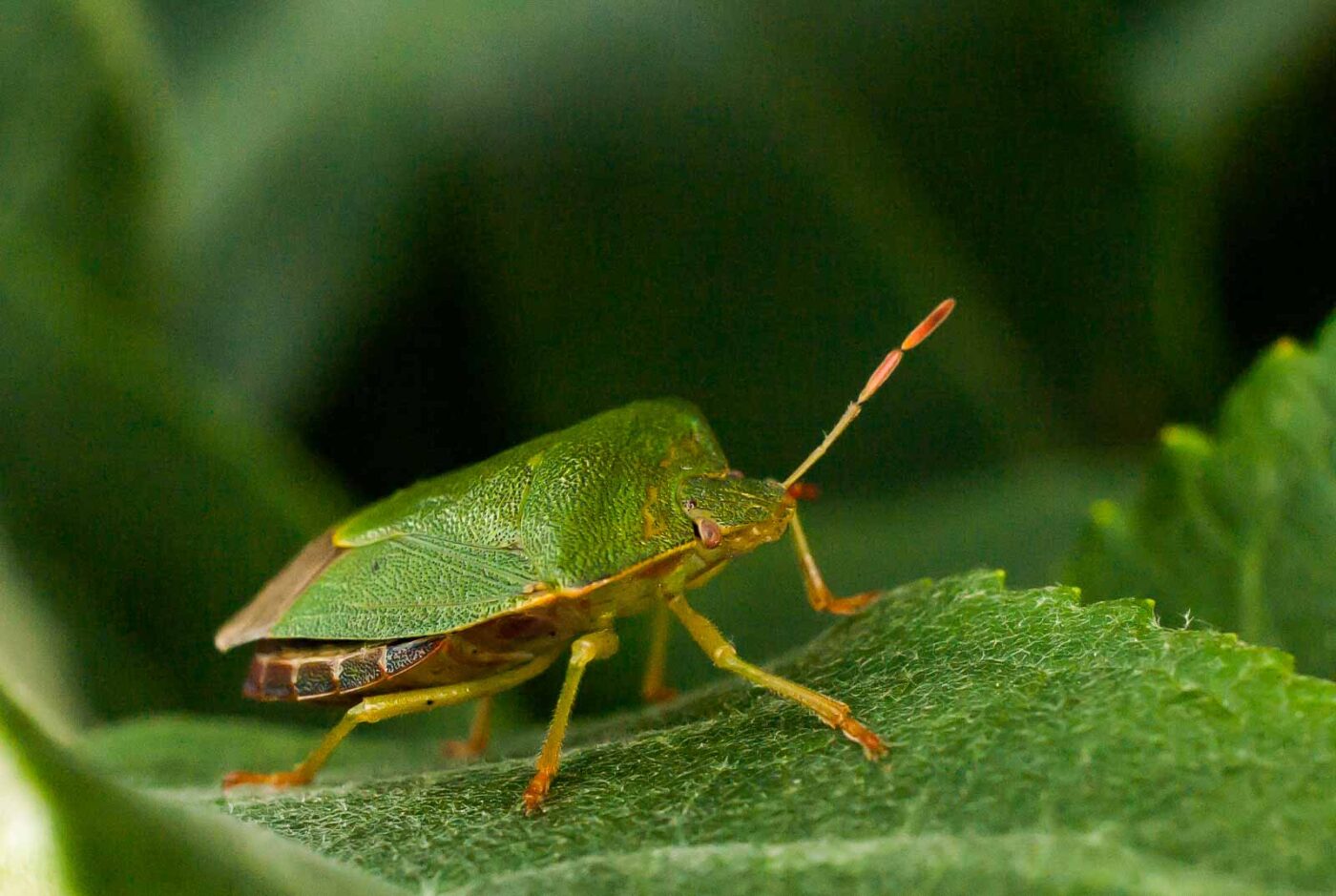 2017-05-28 - NSG Halde Pluto-Wilhelm HER-Wanne