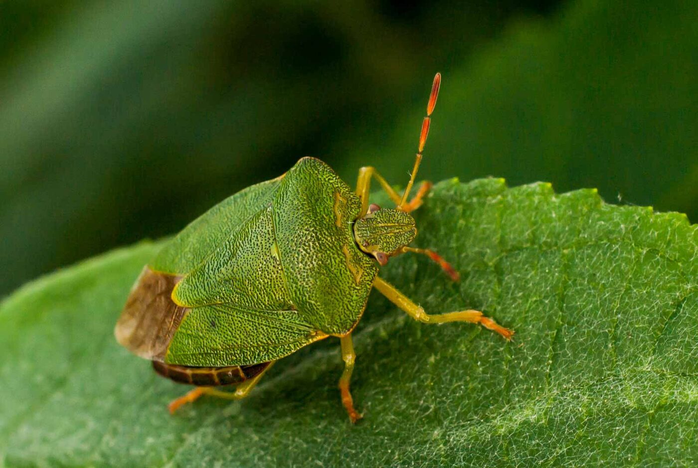 2017-05-28 - NSG Halde Pluto-Wilhelm HER-Wanne