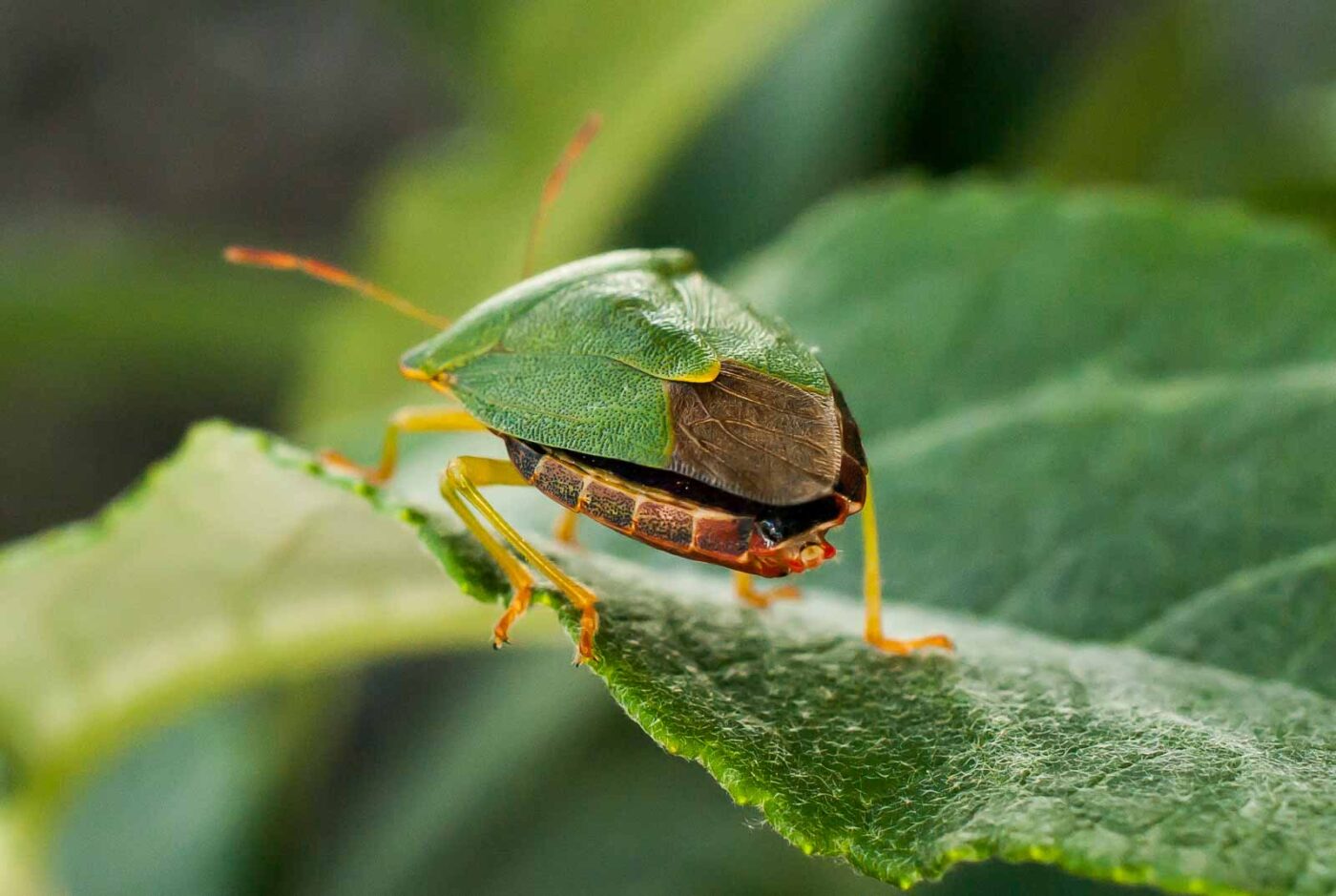 2017-05-28 - NSG Halde Pluto-Wilhelm HER-Wanne