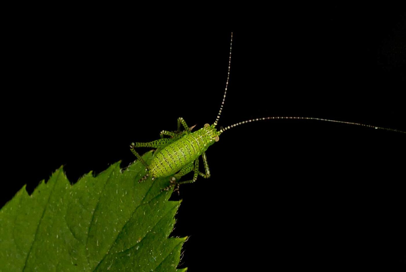 2017-05-28 - NSG Halde Pluto-Wilhelm HER-Wanne