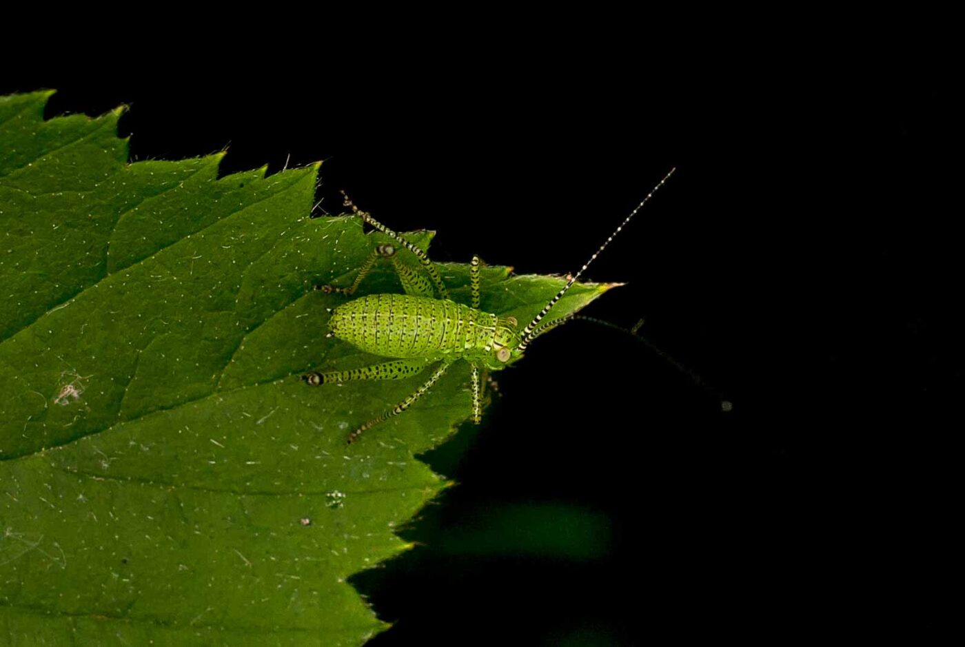 2017-05-28 - NSG Halde Pluto-Wilhelm HER-Wanne