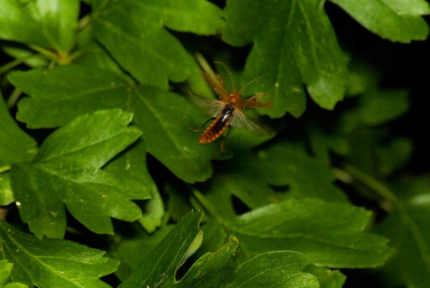 2017-05-28 - NSG Halde Pluto-Wilhelm HER-Wanne
