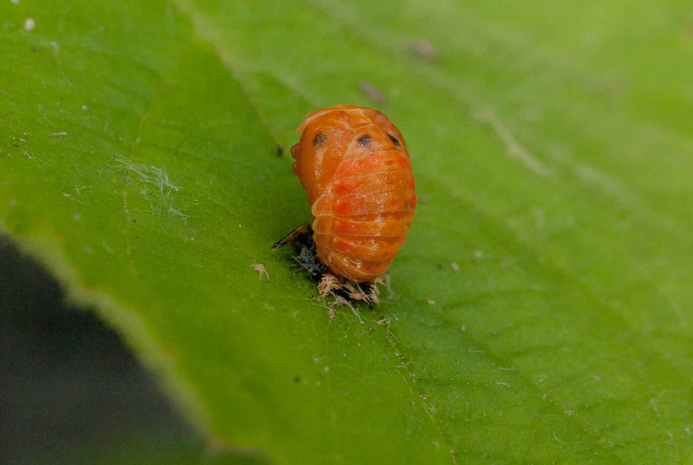 2017-05-28 - NSG Halde Pluto-Wilhelm HER-Wanne