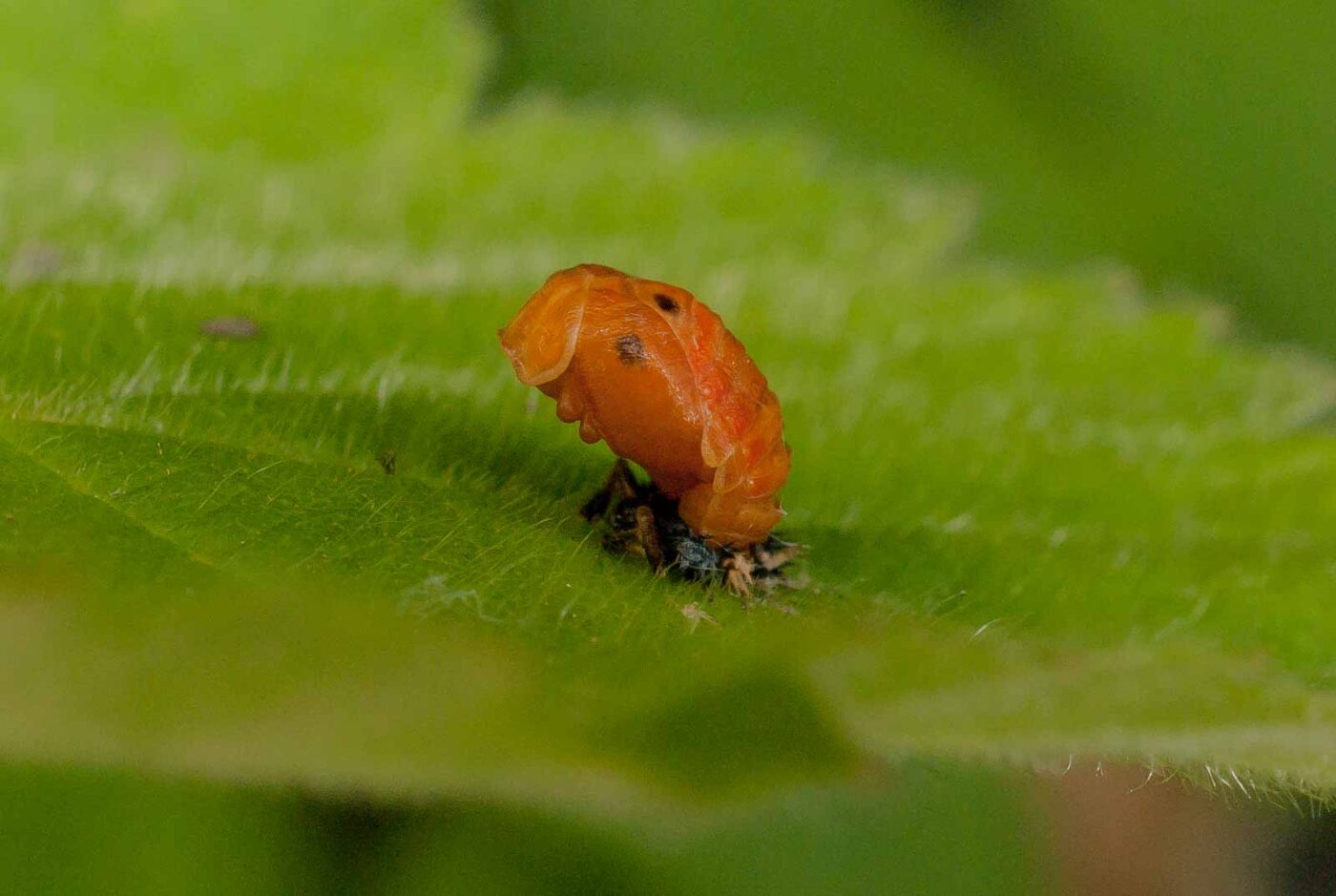 2017-05-28 - NSG Halde Pluto-Wilhelm HER-Wanne