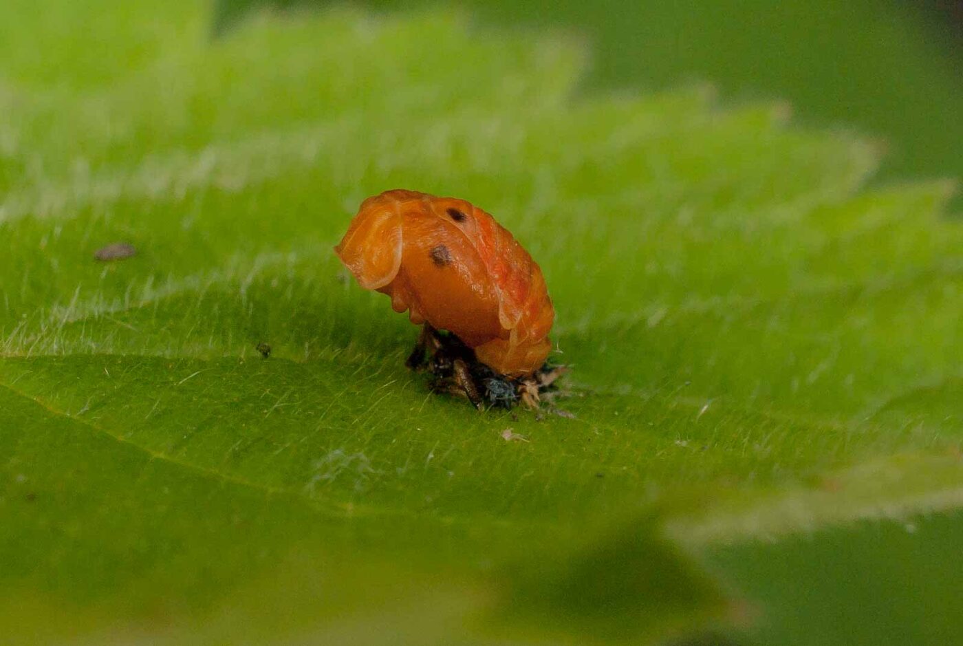 2017-05-28 - NSG Halde Pluto-Wilhelm HER-Wanne