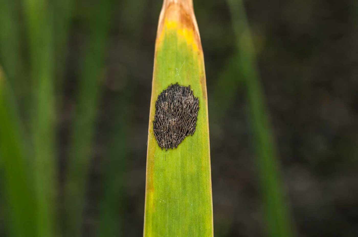 2017-05-28 - NSG Halde Pluto-Wilhelm HER-Wanne