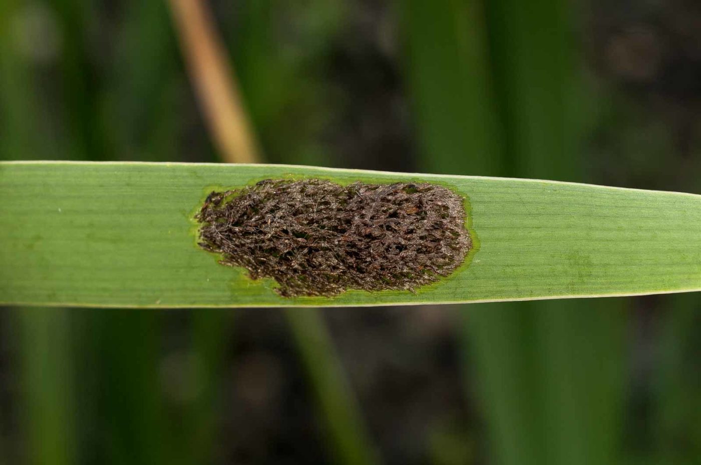 2017-05-28 - NSG Halde Pluto-Wilhelm HER-Wanne