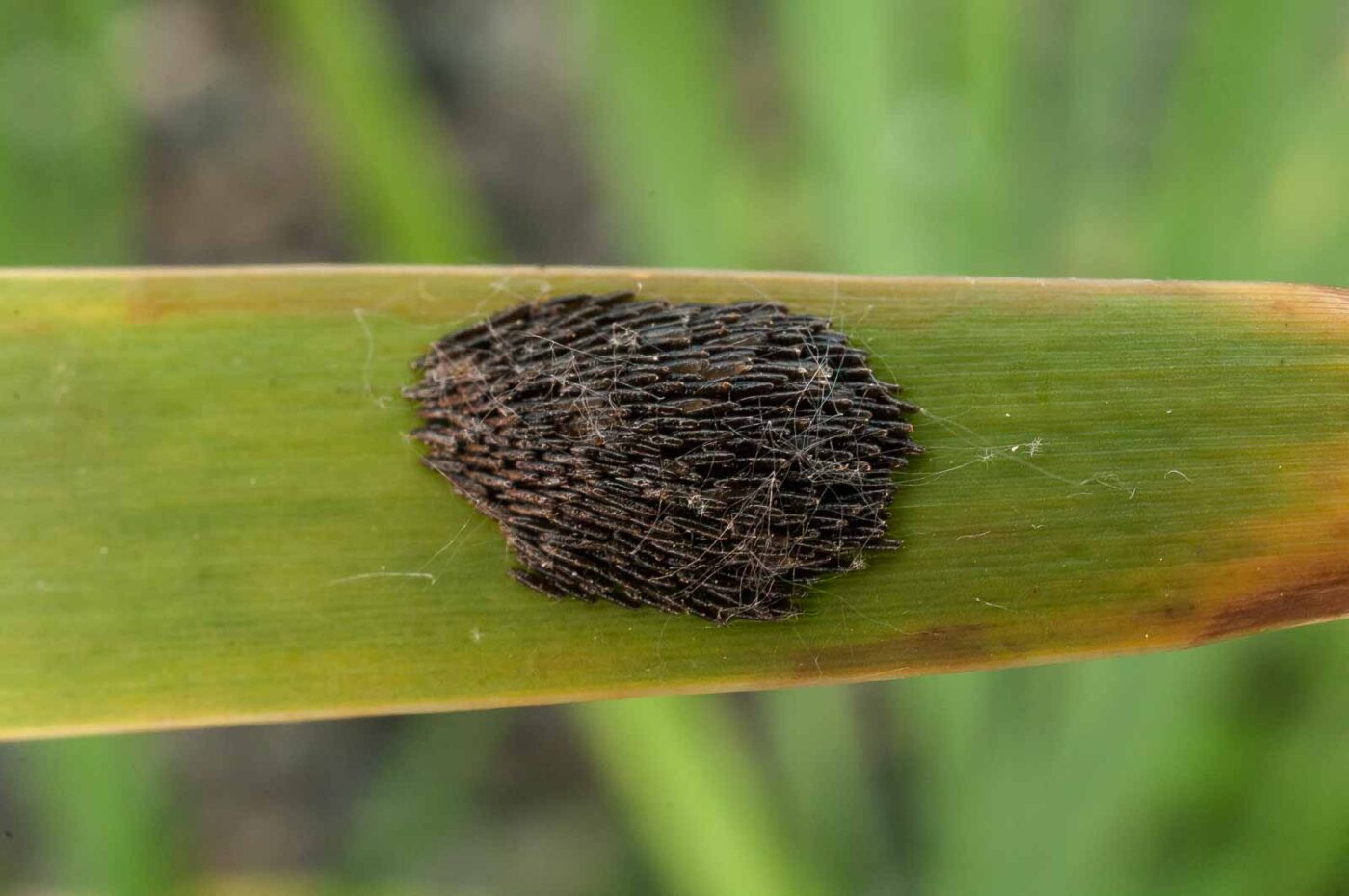 2017-05-28 - NSG Halde Pluto-Wilhelm HER-Wanne