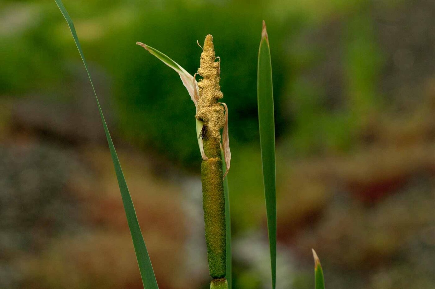 2017-05-28 - NSG Halde Pluto-Wilhelm HER-Wanne