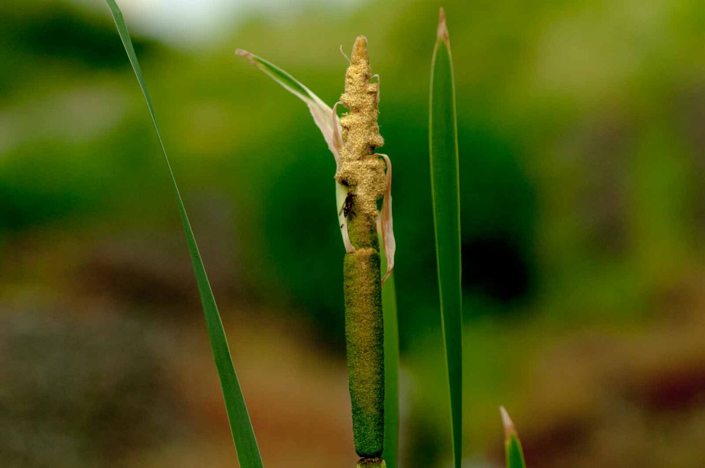 2017-05-28 - NSG Halde Pluto-Wilhelm HER-Wanne