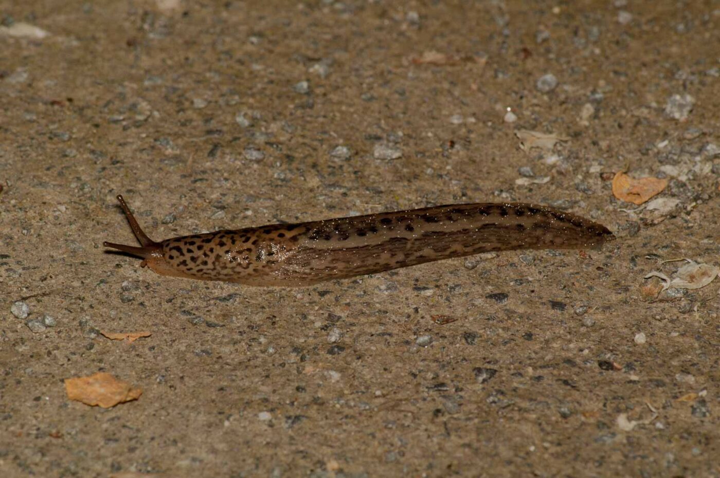 2017-05-28 - NSG Halde Pluto-Wilhelm HER-Wanne