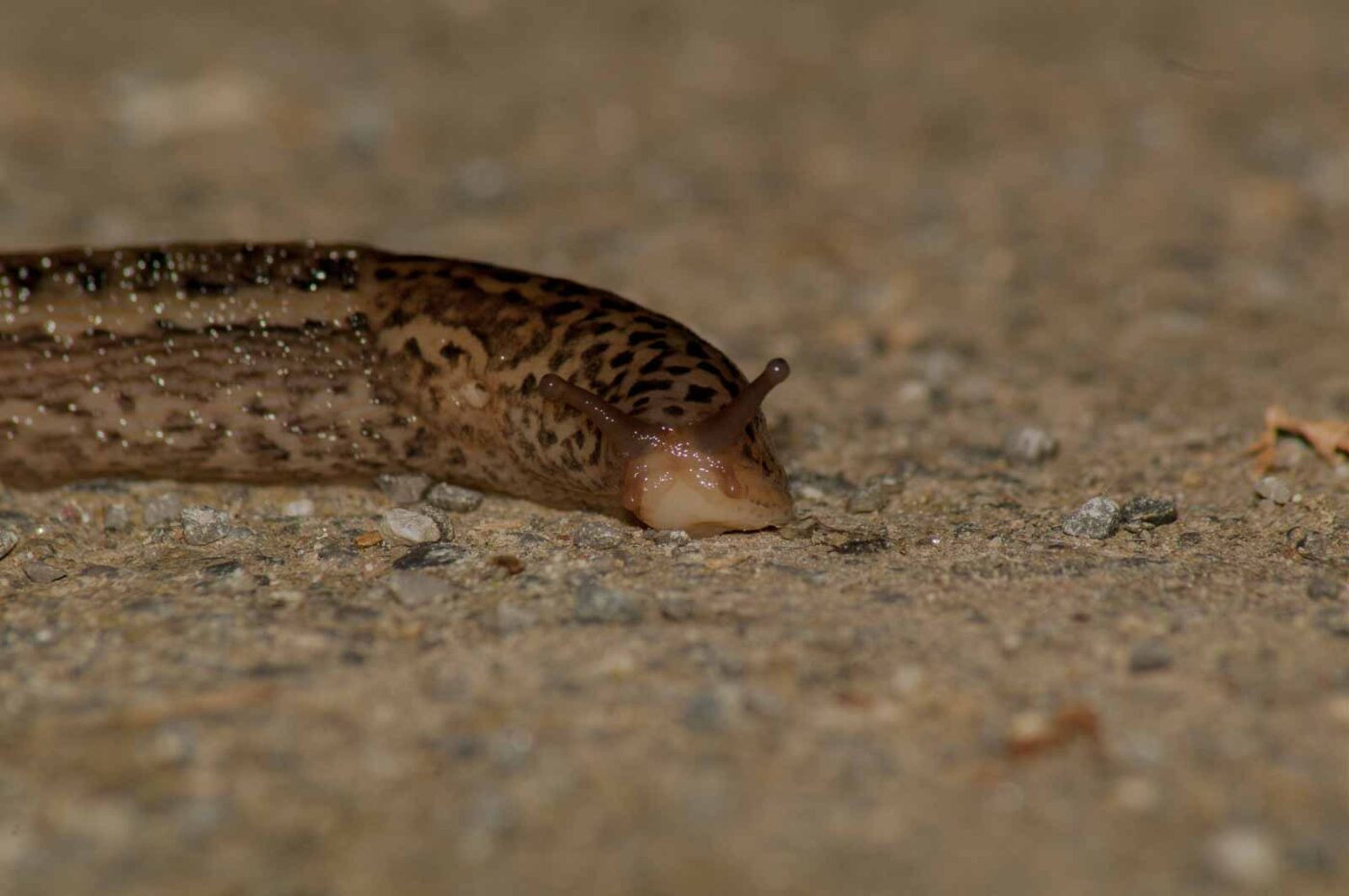 2017-05-28 - NSG Halde Pluto-Wilhelm HER-Wanne