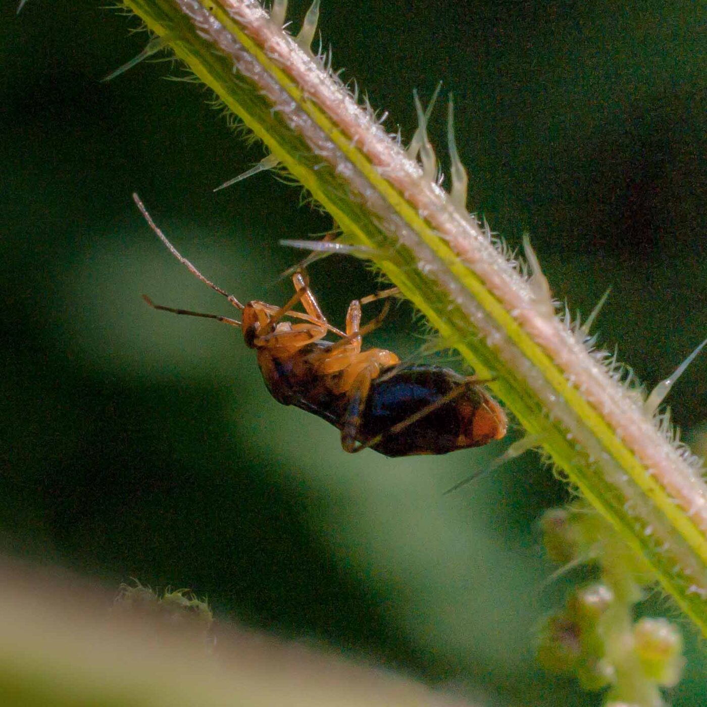 2017-05-28 - NSG Halde Pluto-Wilhelm HER-Wanne
