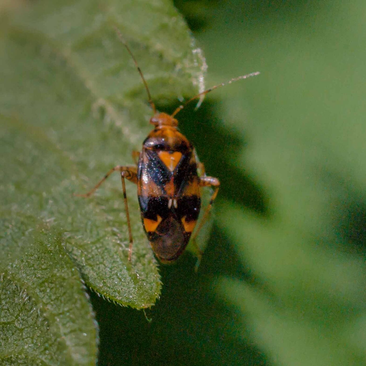 2017-05-28 - NSG Halde Pluto-Wilhelm HER-Wanne