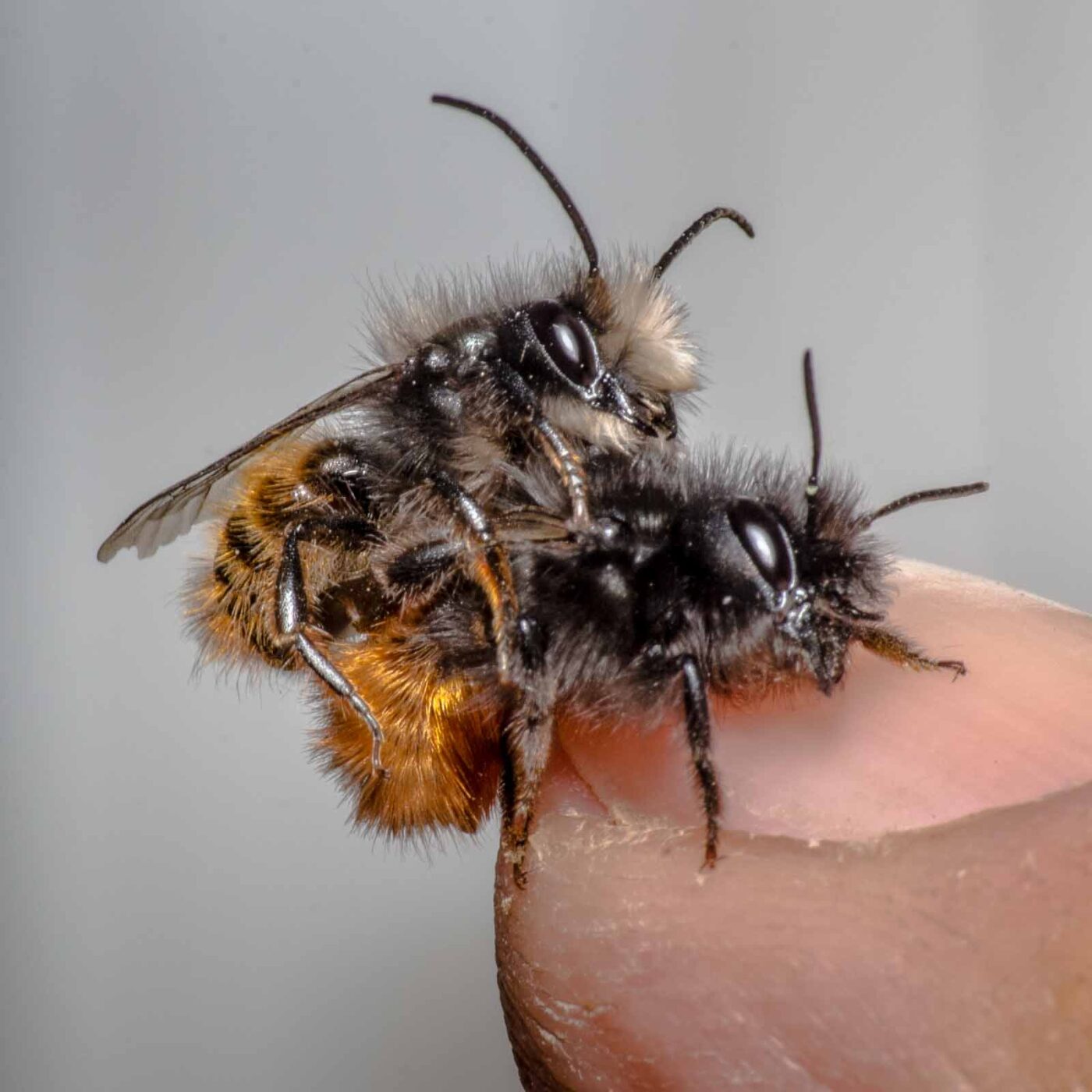 2020-02-17 - RE-Sidenzia auf'm BallKong