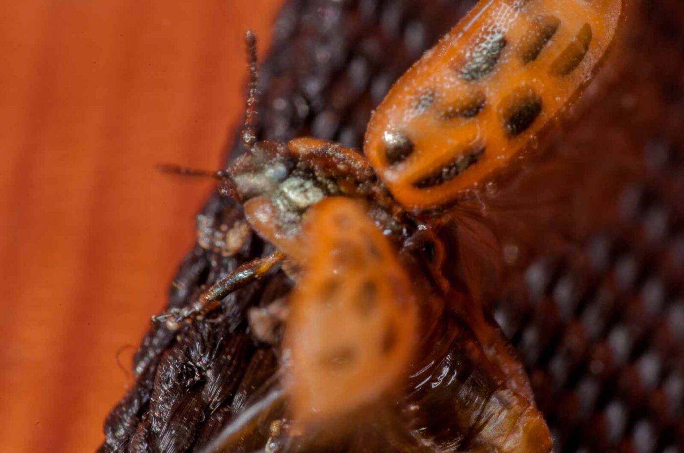 2020-04-05 - RE-Sidenzia auf'm BallKong