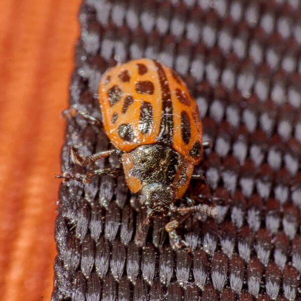 2020-04-05 - RE-Sidenzia auf'm BallKong