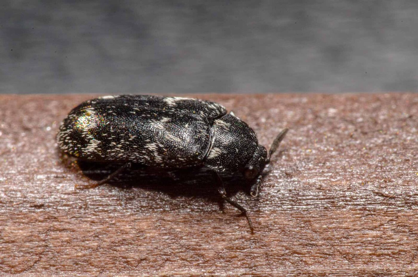 2020-04-05 - RE-Sidenzia auf'm BallKong