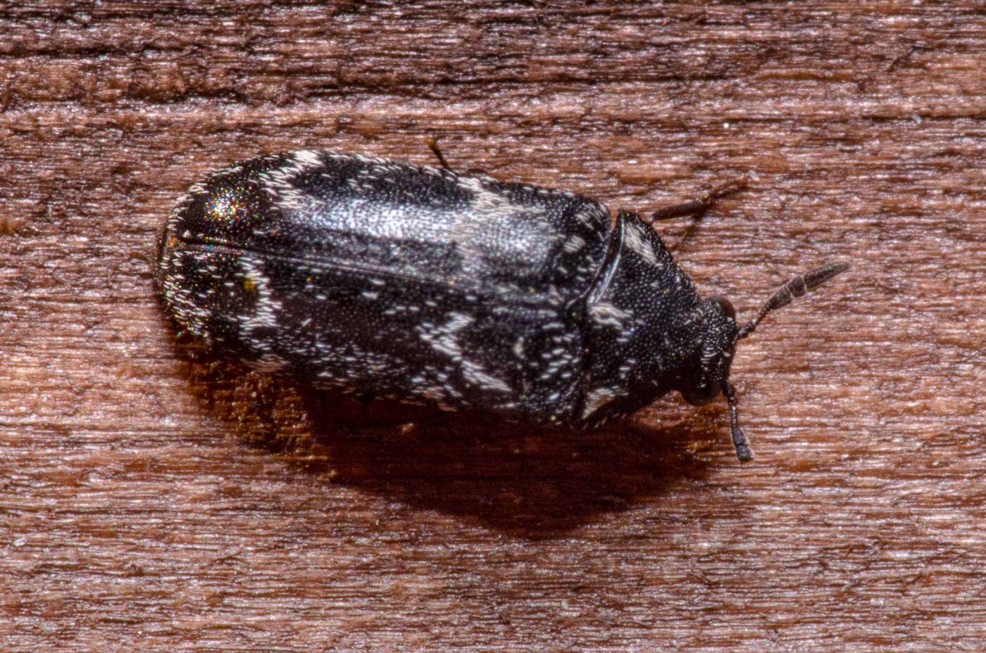 2020-04-05 - RE-Sidenzia auf'm BallKong