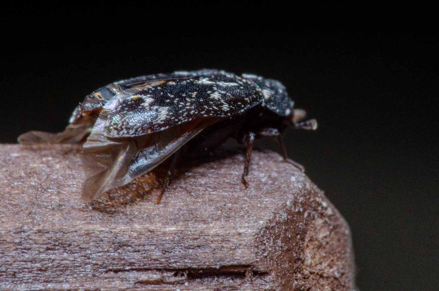 2020-04-05 - RE-Sidenzia auf'm BallKong