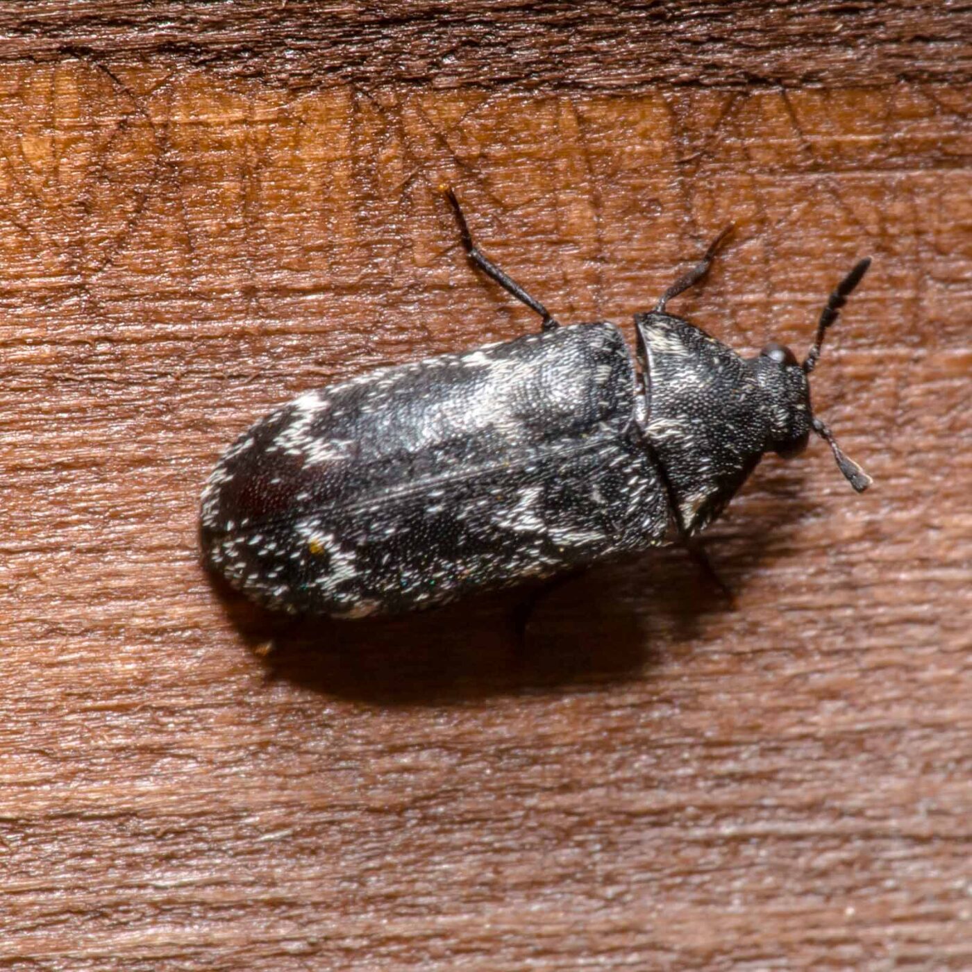 2020-04-05 - RE-Sidenzia auf'm BallKong