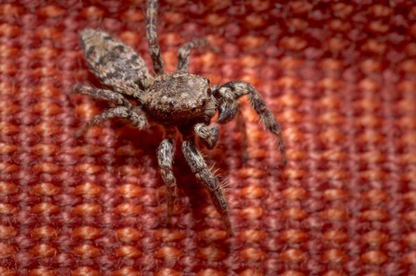 2020-04-05 - RE-Sidenzia auf'm BallKong