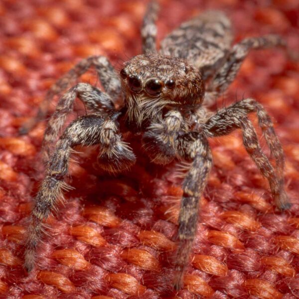 2020-04-05 - RE-Sidenzia auf'm BallKong