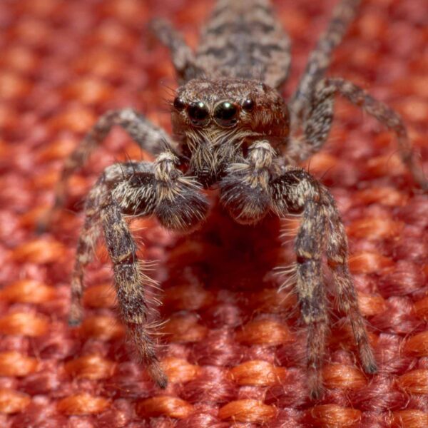 2020-04-05 - RE-Sidenzia auf'm BallKong