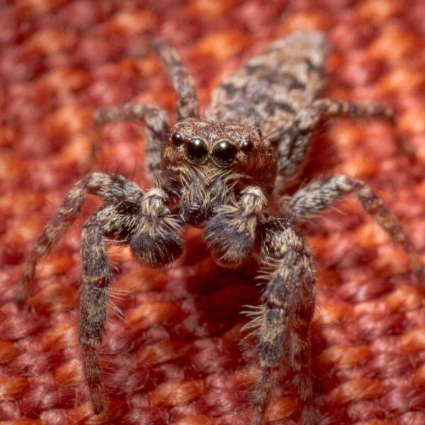 2020-04-05 - RE-Sidenzia auf'm BallKong