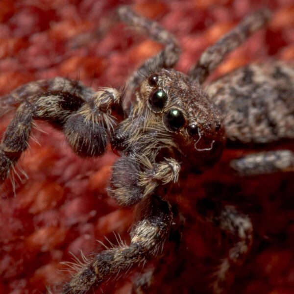 2020-04-05 - RE-Sidenzia auf'm BallKong