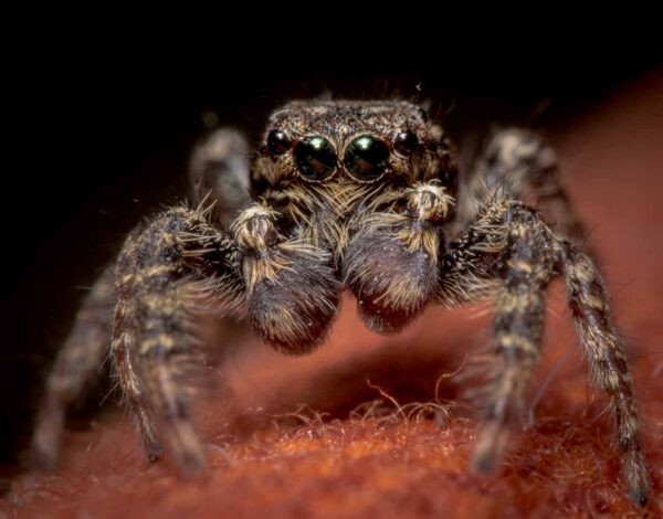 2020-04-05 - RE-Sidenzia auf'm BallKong