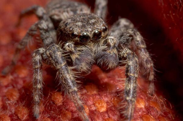 2020-04-05 - RE-Sidenzia auf'm BallKong